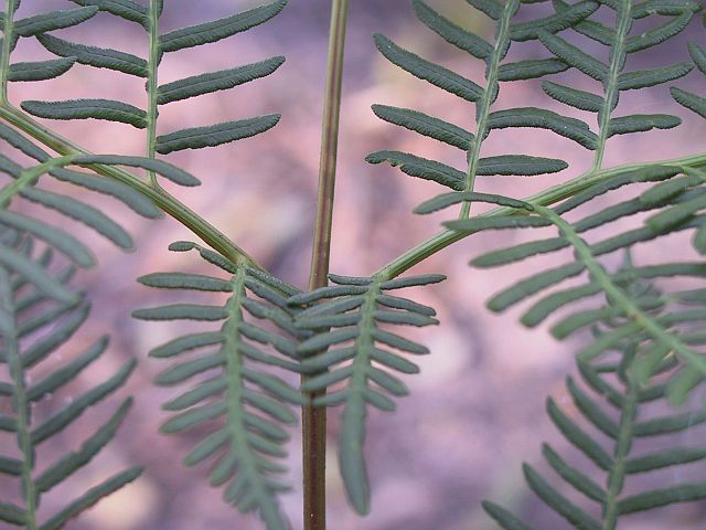 gurgi,bracken,rarauhe,bracken fern